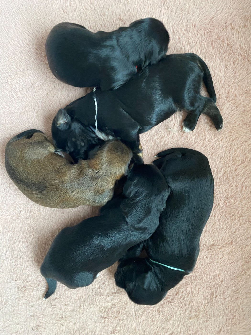 2 femelles et 3 males sont nés à l'élevage