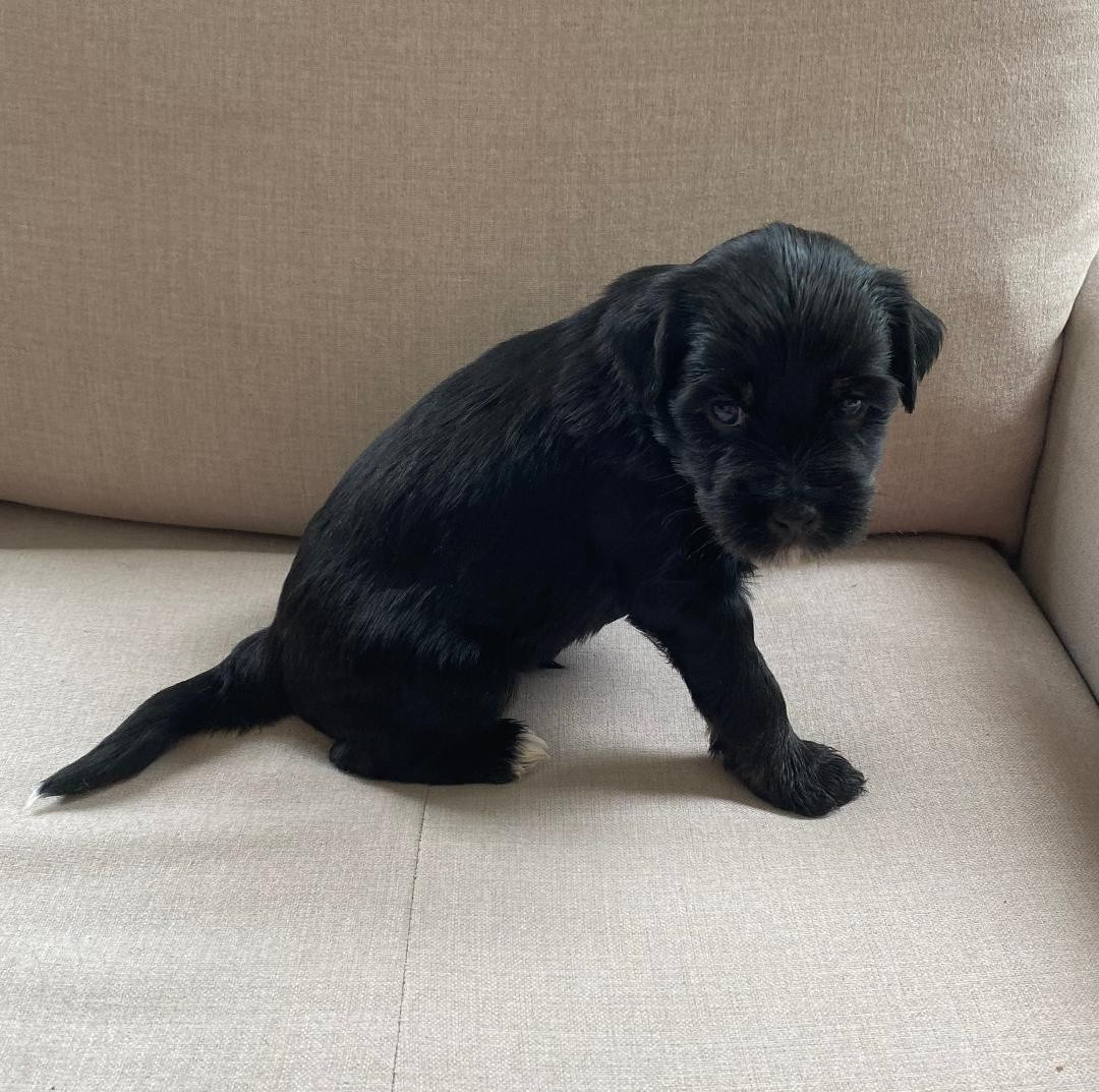 2 males sont disponibles
