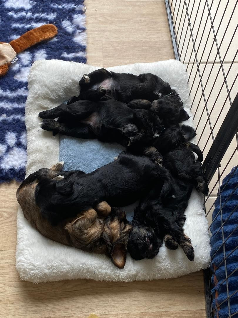 5eme semaine : les bébés grandissent bien !