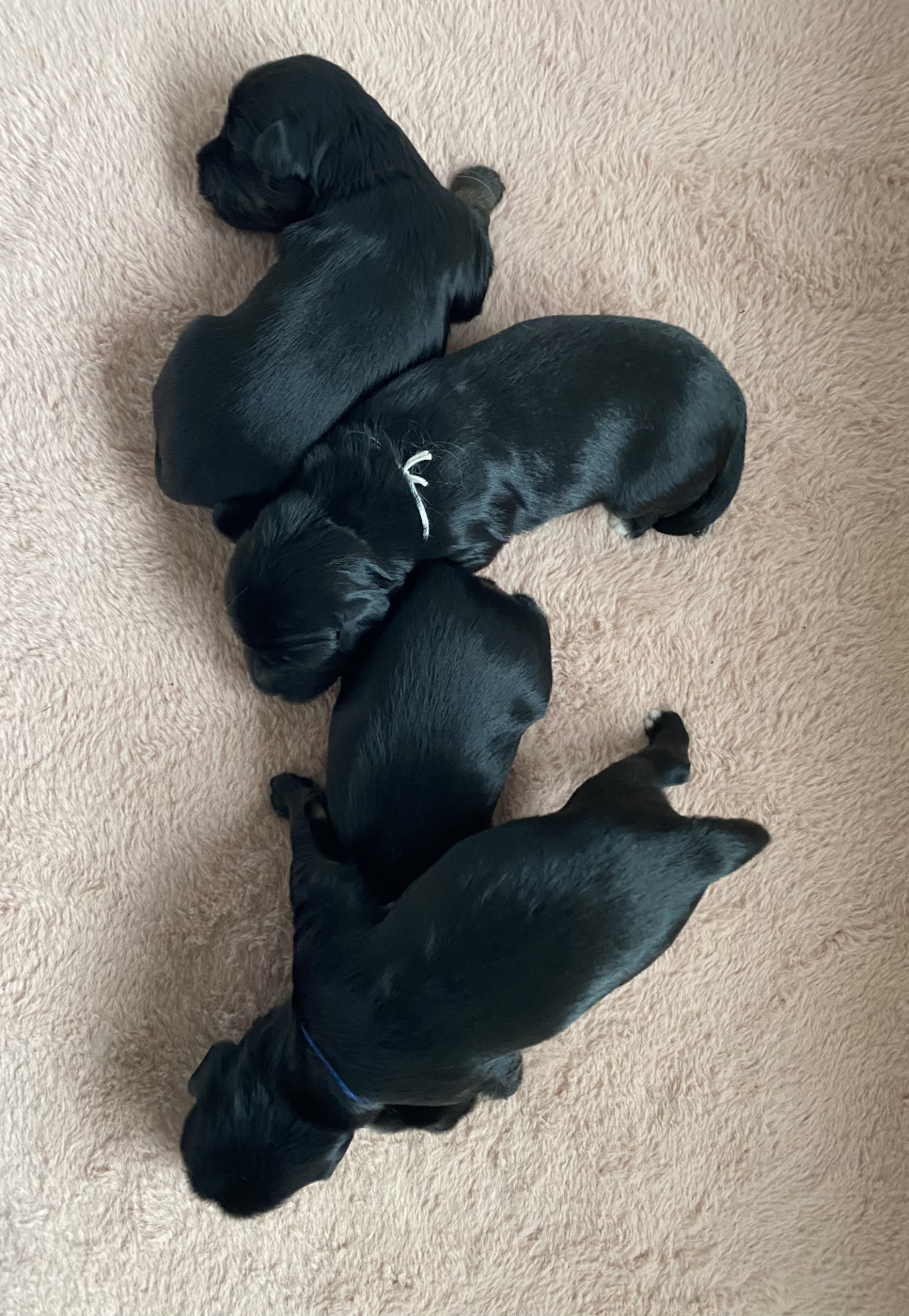 Chiot Terrier Tibetain De La Tribu De Dawa
