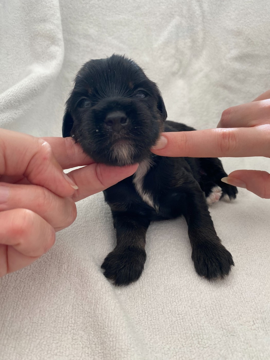 De La Tribu De Dawa - Chiots disponibles - Terrier Tibetain