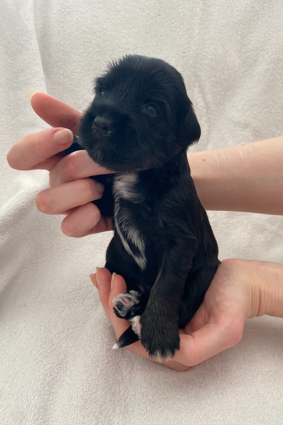 De La Tribu De Dawa - Chiots disponibles - Terrier Tibetain