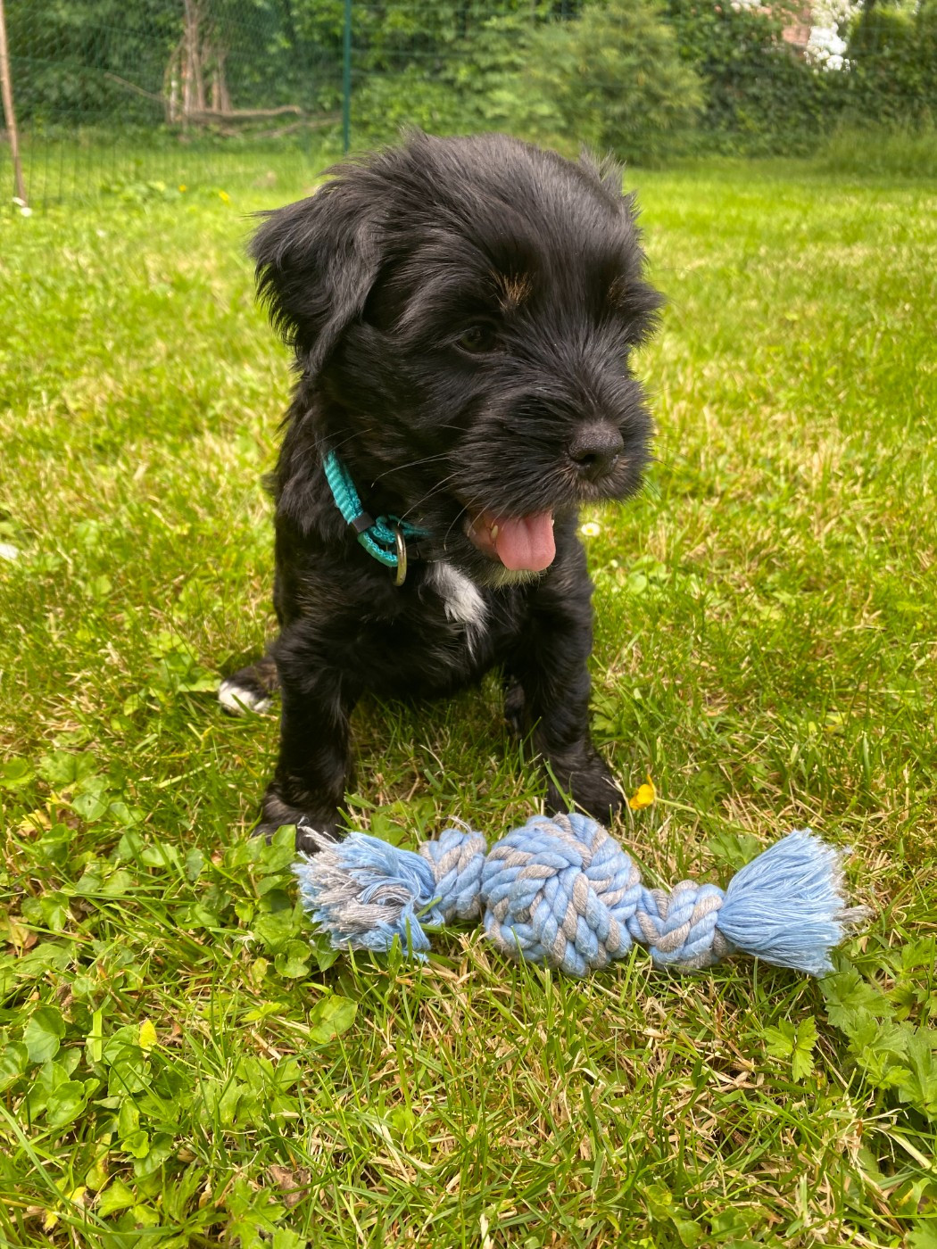 De La Tribu De Dawa - Chiots disponibles - Terrier Tibetain